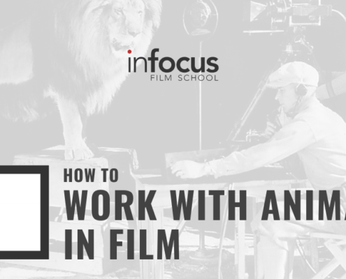 How to Work with Animals in Film