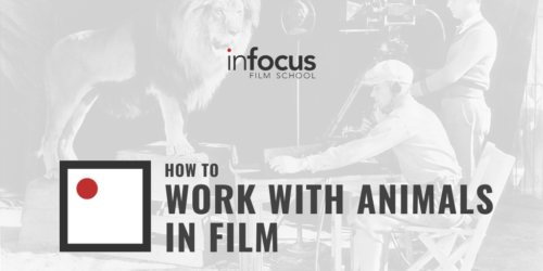 How to Work with Animals in Film