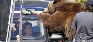 Animals in Film bear matt damon