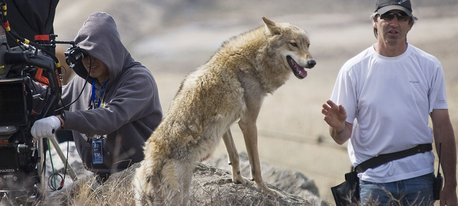 Animals in Film wolf animal trainer on set