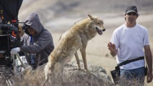 Animals in Film wolf animal trainer on set