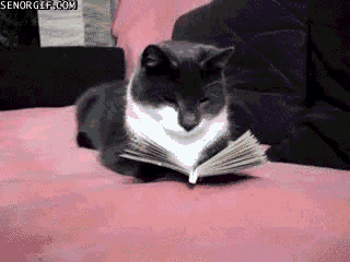 Cat reading GIF
